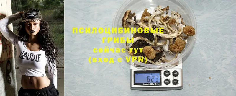 Псилоцибиновые грибы Cubensis  мега сайт  Подпорожье 